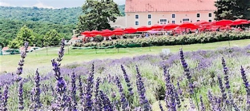 Maryland Lavender Festival at Springfield Manor SATURDAY June 13