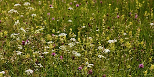 Moor Meadows Plug Planting workshop