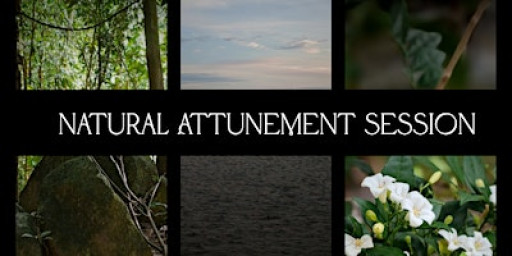 Natural Attunement Session: A Gently Guided Nature Reconnection Experience