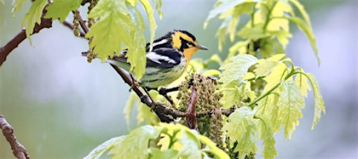 Tuesday Evening Spring Migration Bird Walk Series