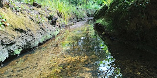 Belfairs Nature Boat Race