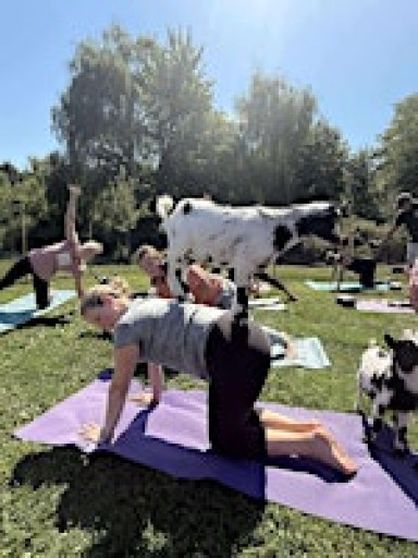 Bunny and Goat Yoga!