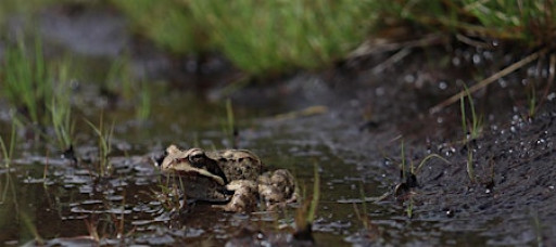 The Great Wetland Wander