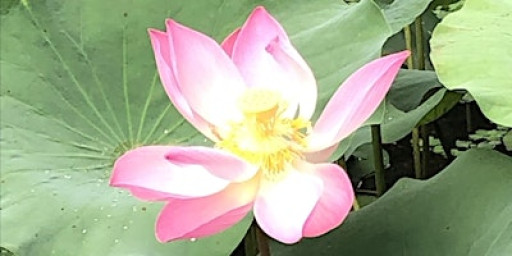 Saturday Morning Outdoor Yoga @Jurong Lake Gardens