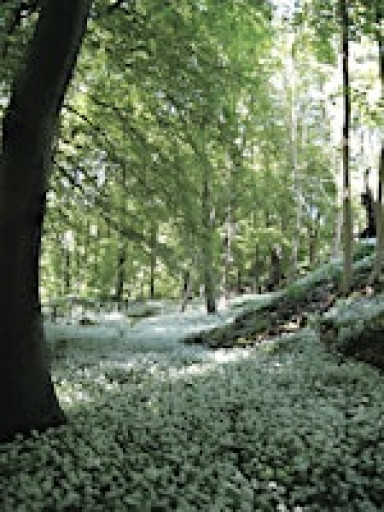 Member-only: Spring walk