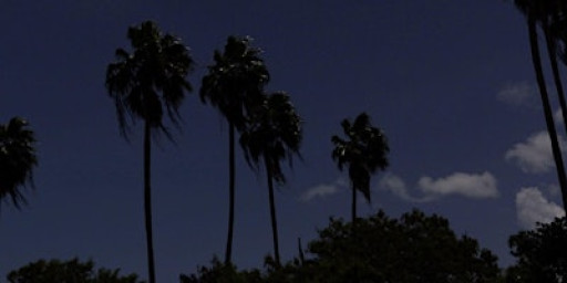 Guest House: Sewing a Palm Tree Workshop with Elle Reynolds