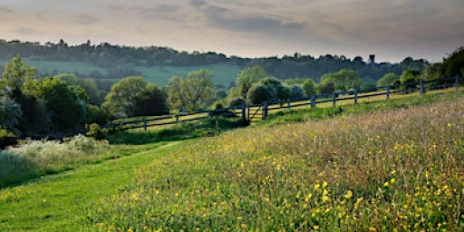 Wildlife Walk - Farthing Downs
