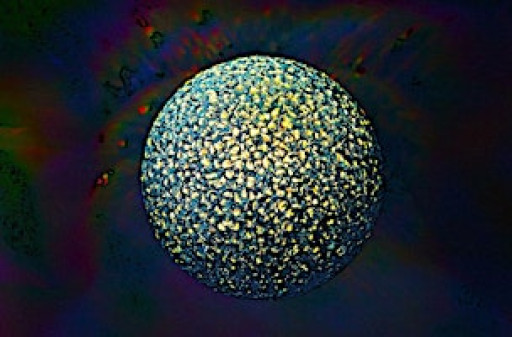 Friends of Photography Exhibition