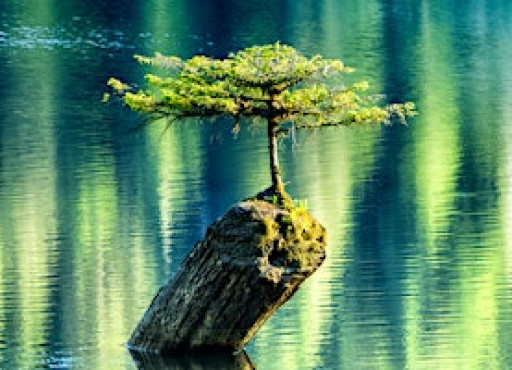 Nature's Beauty and Strength Art Show and Activities