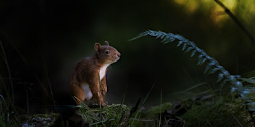 Beginners Red Squirrel Wildlife Photography Workshop