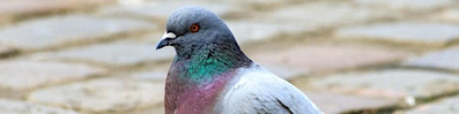 Queen Square Pigeon Photography Contest